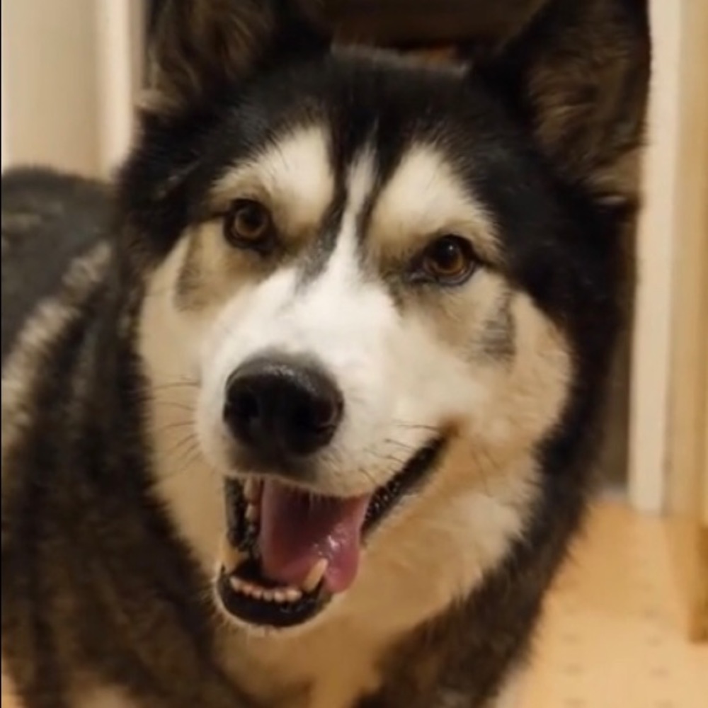 Meet your Posher, Sammy